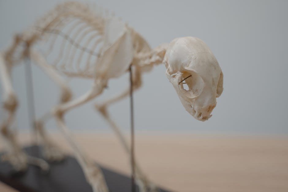 Treatment for osteoporosis of the spine